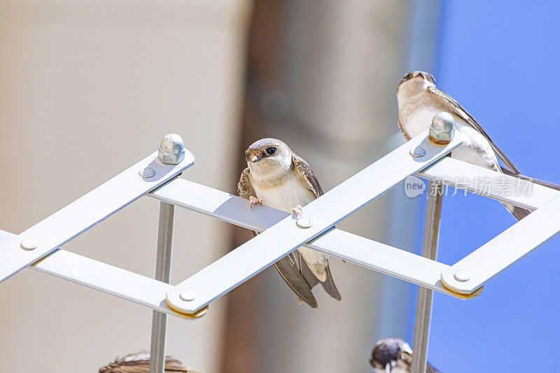 家燕(Hirundo rustica)靠近我的窗户。躺在我的衣架上